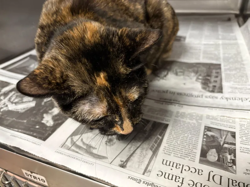 A senior medium-sized female Domestic Short Hair cat named Patches for adoption in Chatsworth, CA