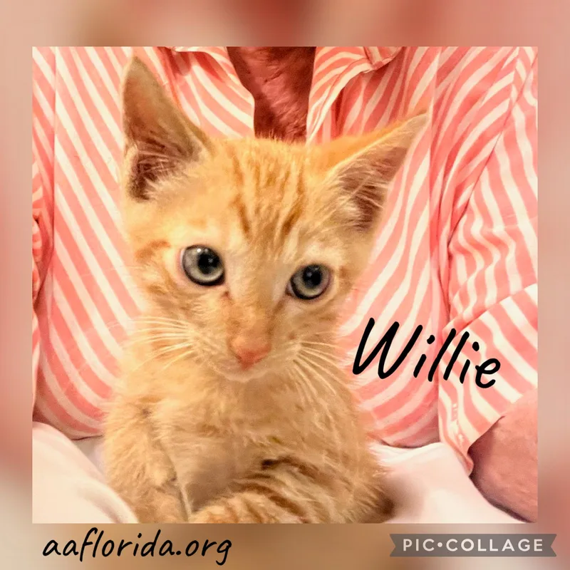 A young medium-sized male Orange & White Tabby cat named Willie for adoption in Pensacola, FL