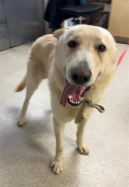 An adult large-sized male German Shepherd Dog dog named Sargento for adoption in Riverside, CA