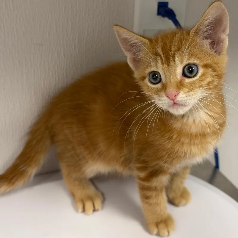 A baby small-sized male Domestic Short Hair cat named Russell for adoption in Tampa, FL