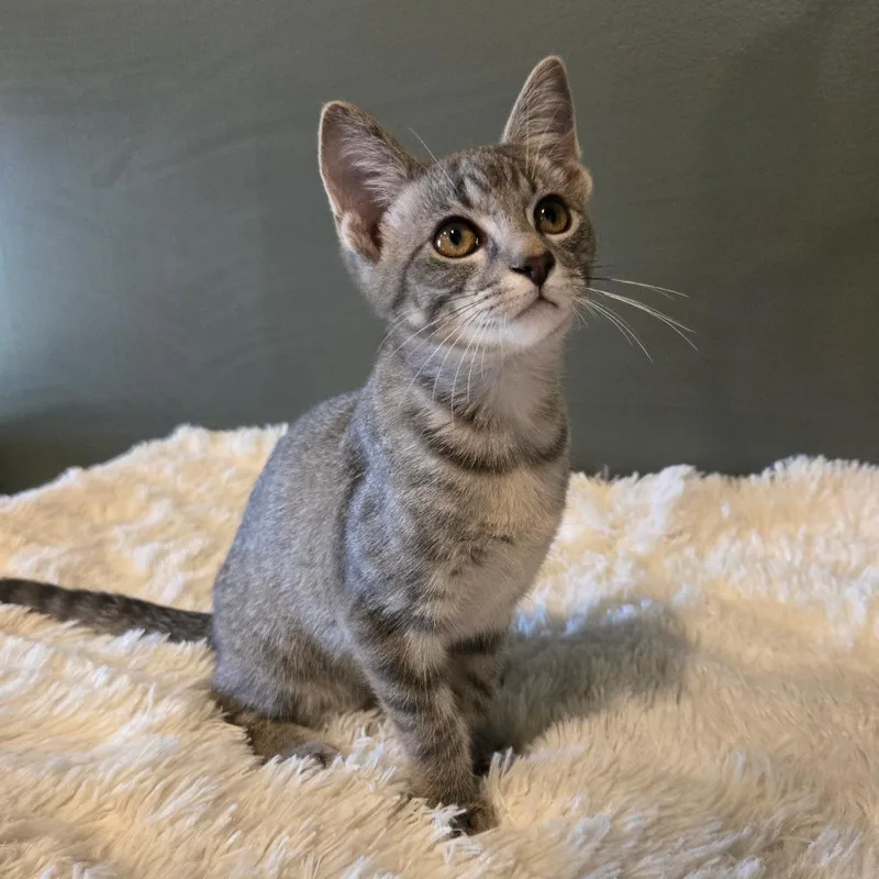 A baby small-sized male Gray / Blue / Silver Domestic Short Hair cat named Jennings for adoption in Centerville, TN