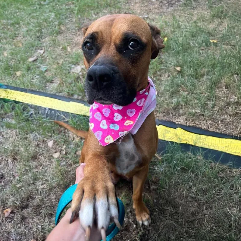 An adult medium-sized female Boxer dog named Mildred for adoption in Austin, TX