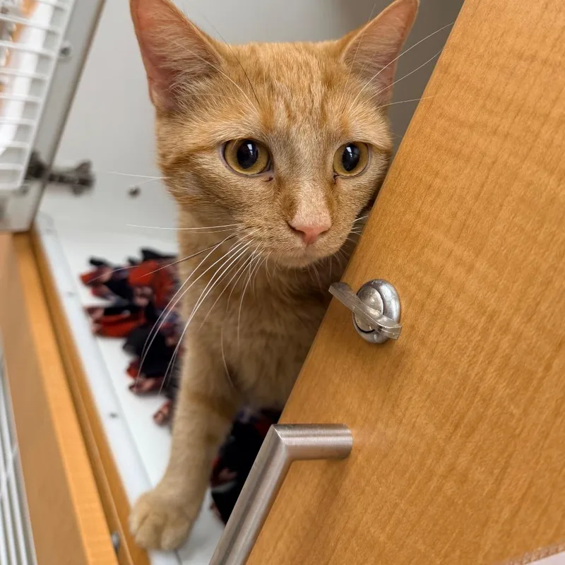 A young medium-sized female Orange / Red Domestic Short Hair cat named Missy for adoption in Champaign, IL