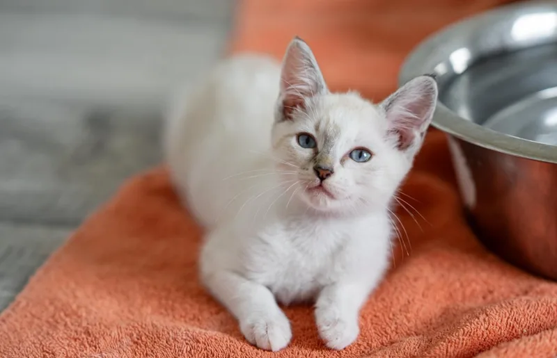 A baby medium-sized female Buff & White Siamese cat named Snow for adoption in LAMPASAS, TX