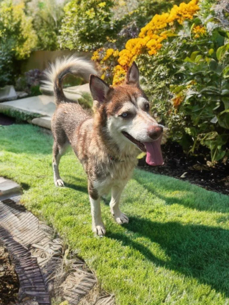 An adult medium-sized female Red / Chestnut / Orange Siberian Husky dog named Cora for adoption in Sumter, SC