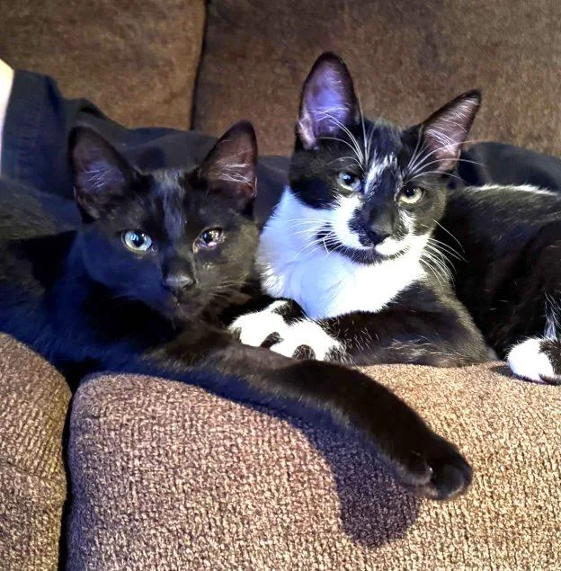 A baby medium-sized male Domestic Short Hair cat named Jynx and Jasmine for adoption in Anchorage, AK