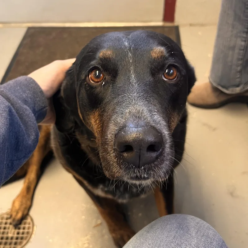 An adult large-sized female Australian Cattle Dog / Blue Heeler dog named Mira Delta for adoption in Ridgway, CO