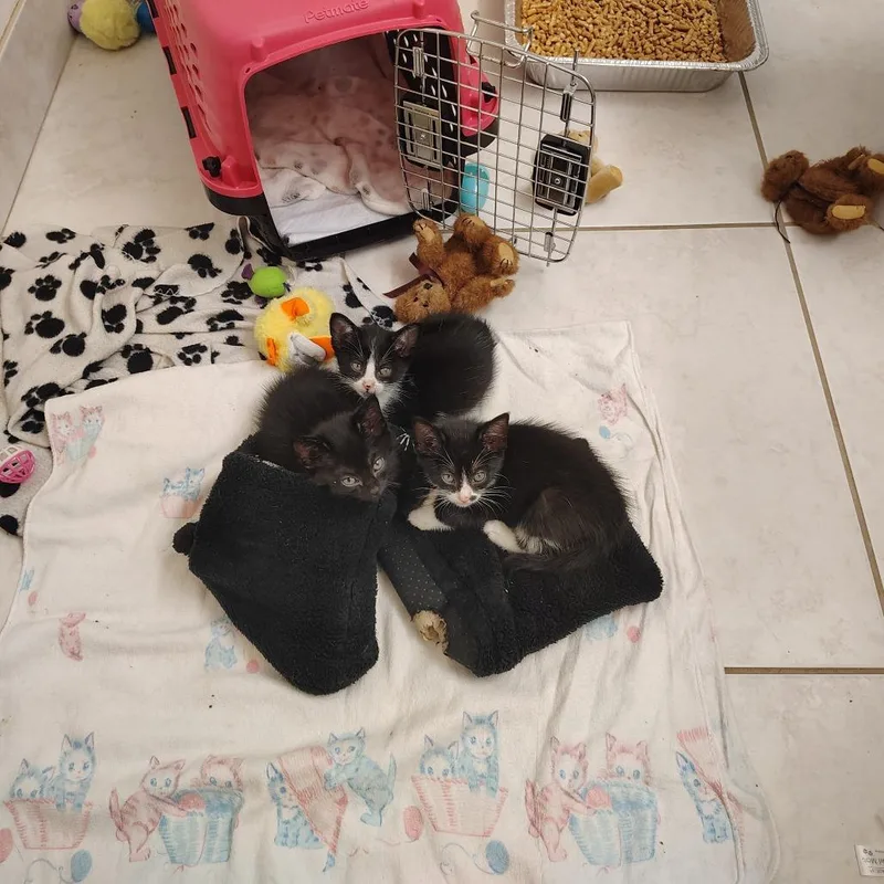 A baby small-sized female Black Domestic Short Hair cat named Kendra for adoption in West Palm Beach, FL