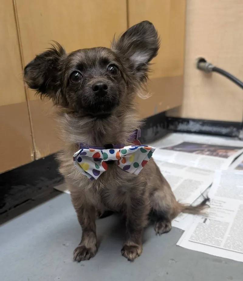 A baby small-sized male Chihuahua dog named Cyrus for adoption in Warren, MI
