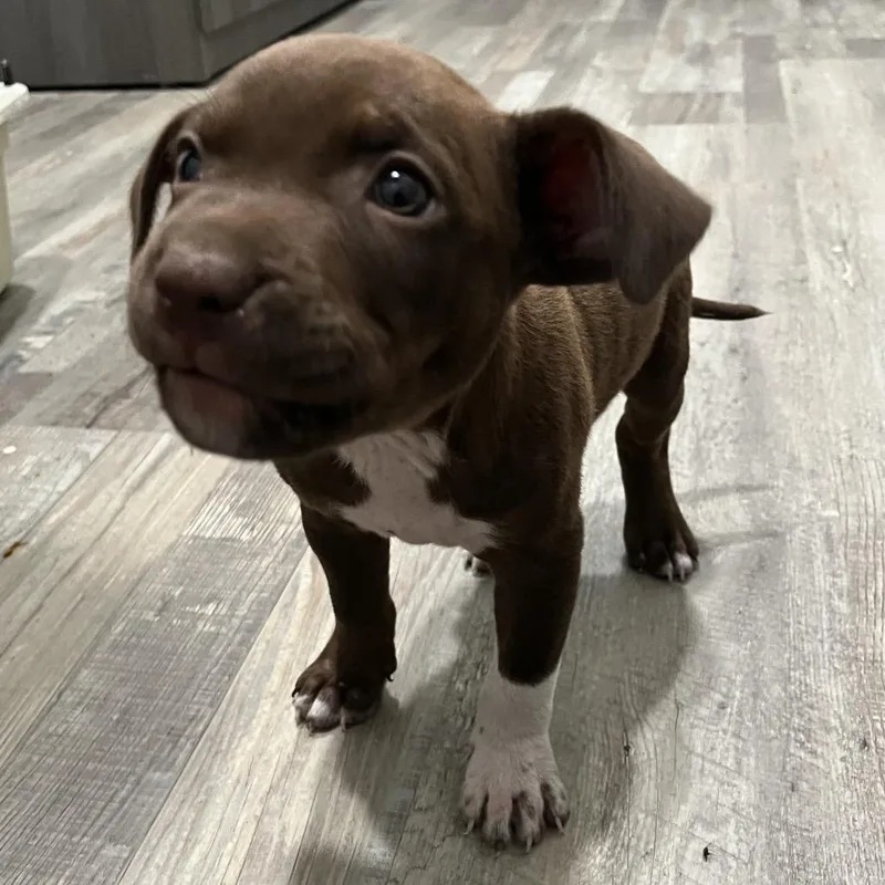 A baby small-sized female Brown / Chocolate Labrador Retriever dog named Reese's Pieces for adoption in Richmond Hill, GA