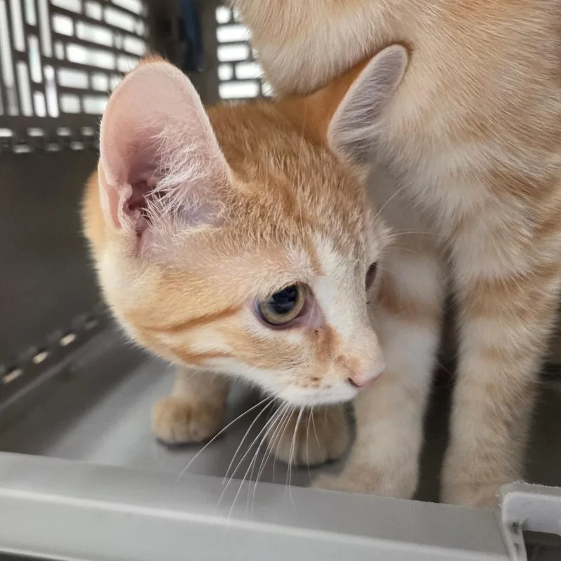A baby small-sized female Orange / Red Domestic Short Hair cat named Harrow for adoption in Chattanooga, TN
