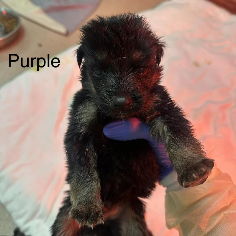 A baby medium-sized male Black German Shepherd Dog dog named Newton A Purple for adoption in Mission Hills, CA