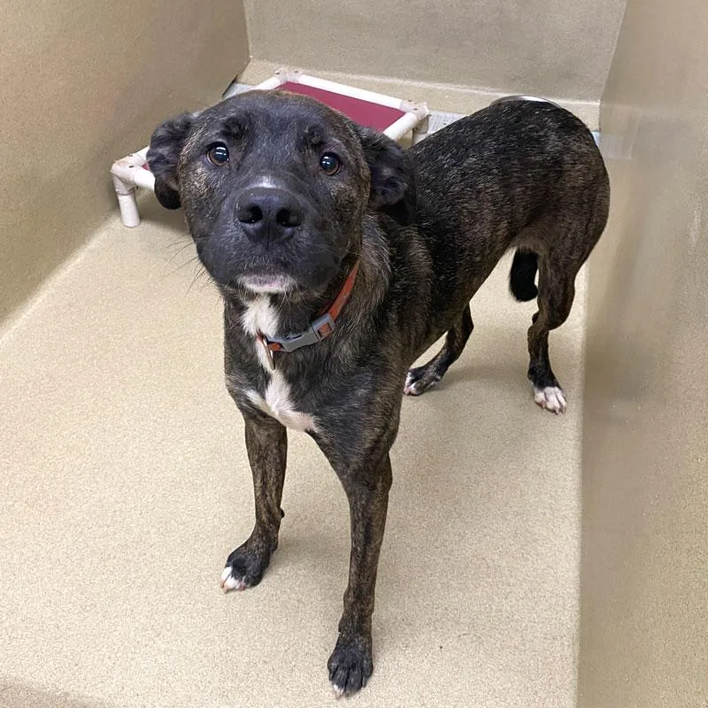 An adult large-sized male Brindle Mastiff dog named Bo for adoption in Monroe, GA