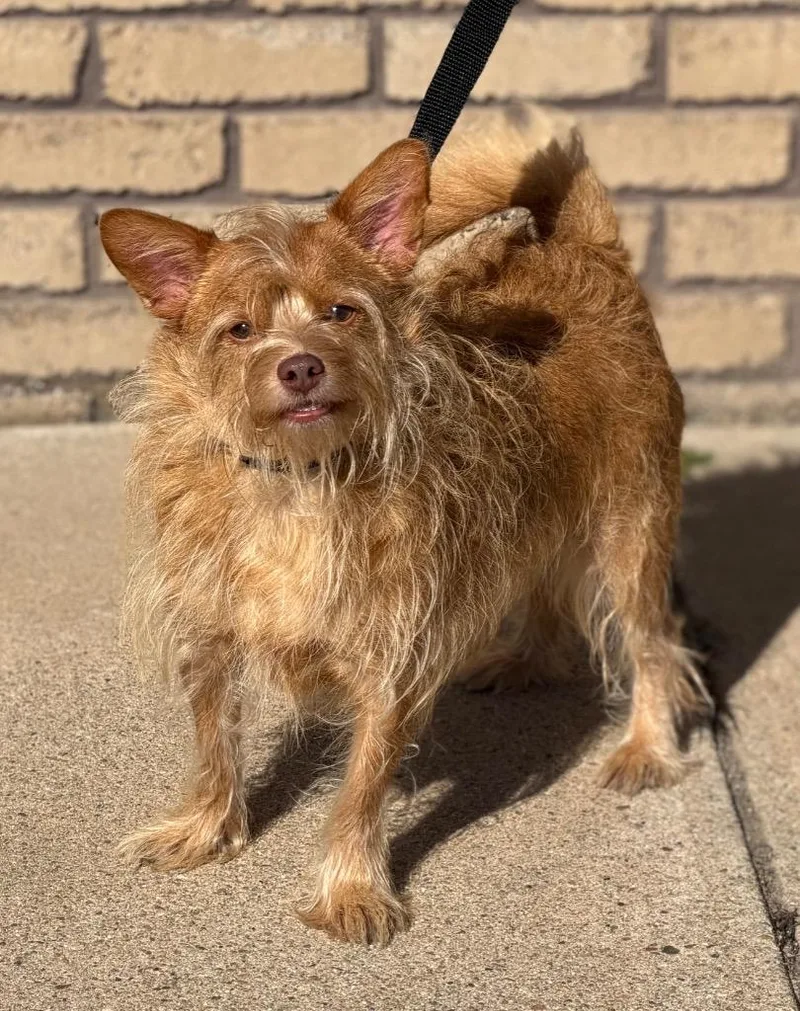 An adult small-sized male Yellow / Tan / Blond / Fawn Terrier dog named Eddie for adoption in Columbus, NE