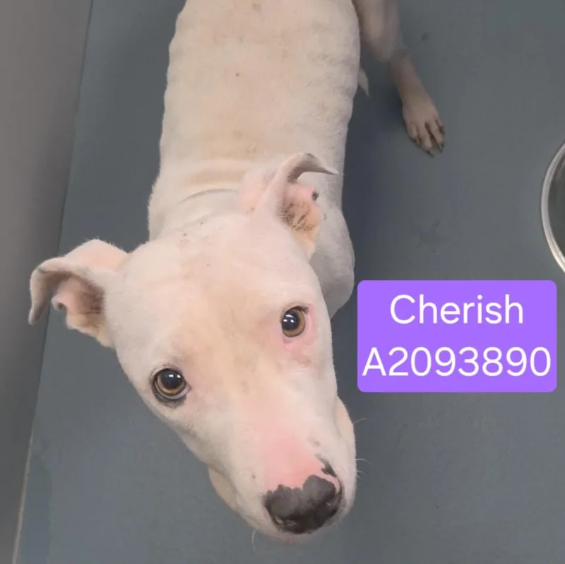 A young medium-sized female Staffordshire Bull Terrier dog named Cherish for adoption in Houston, TX