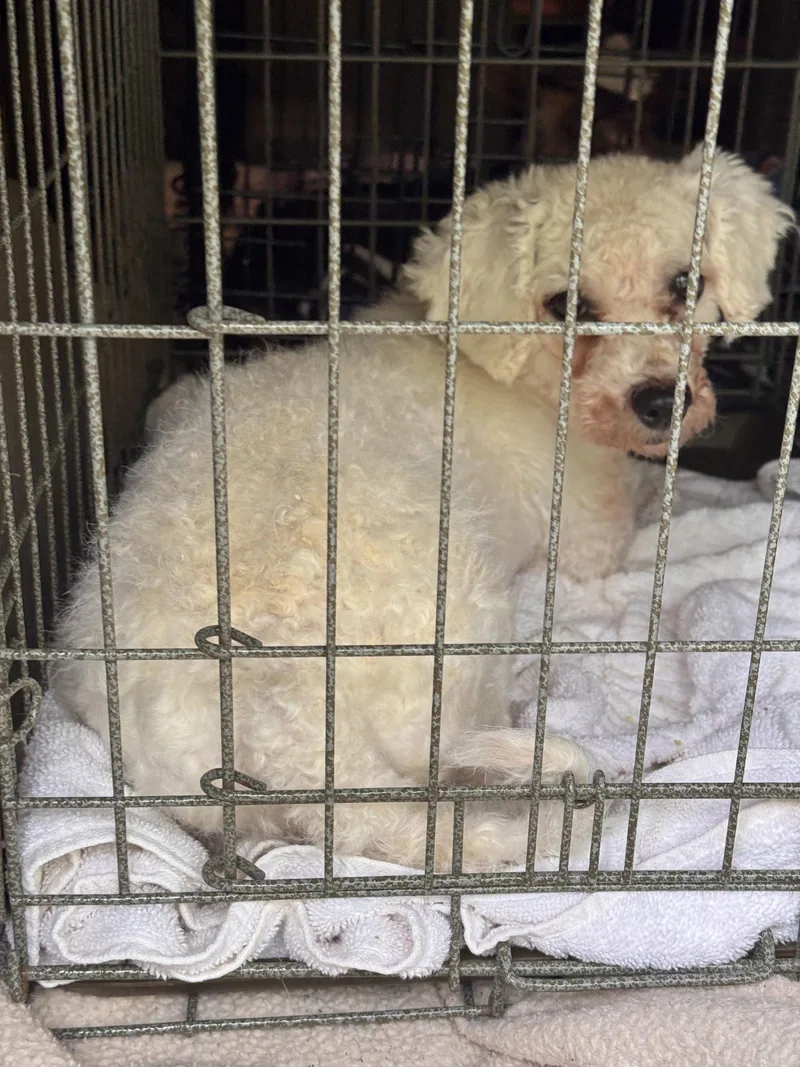 An adult small-sized male Bichon Frise dog named Monty for adoption in Pottstown, PA