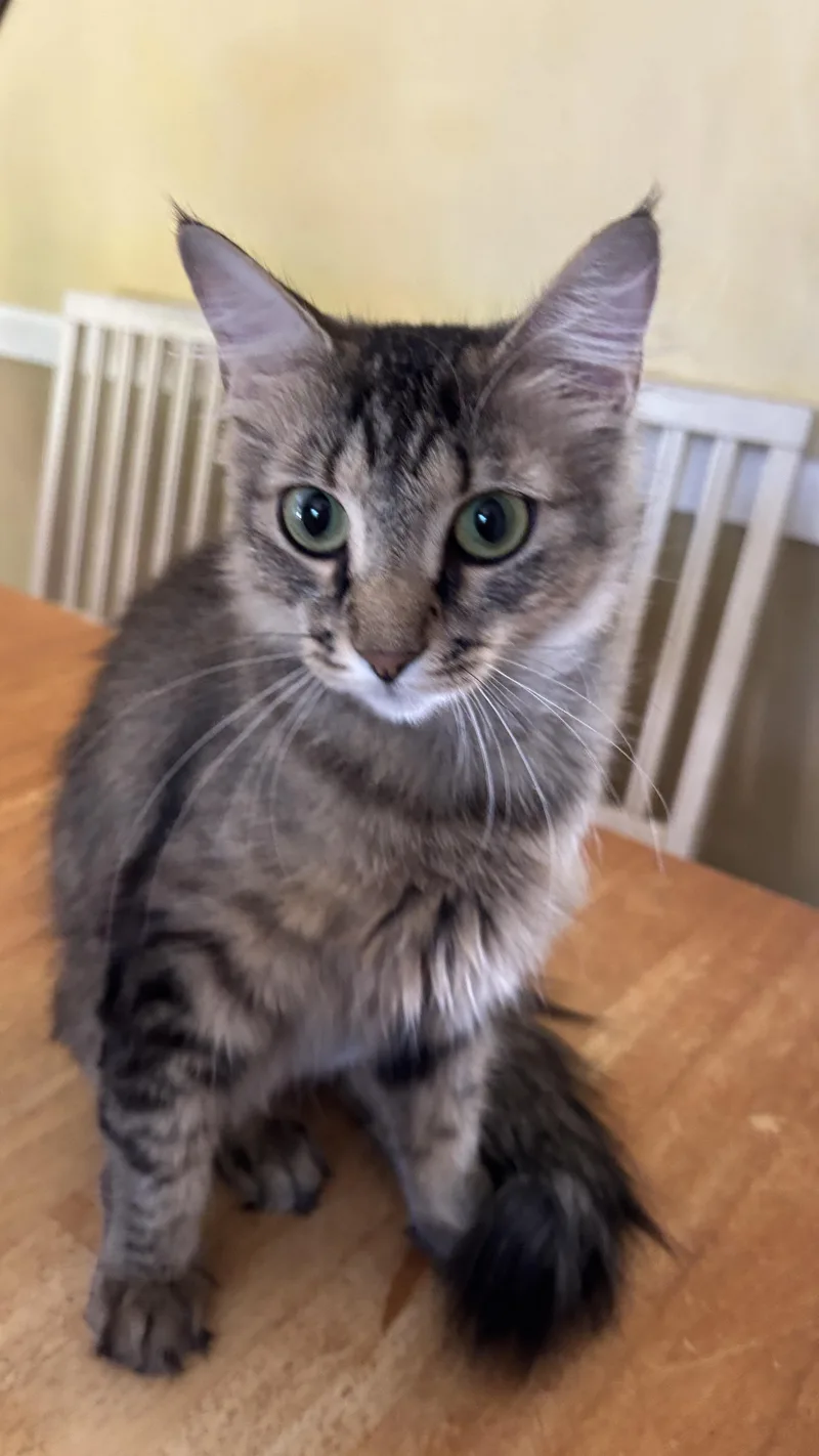 A young medium-sized female Tabby cat named Nala for adoption in Melrose, MA