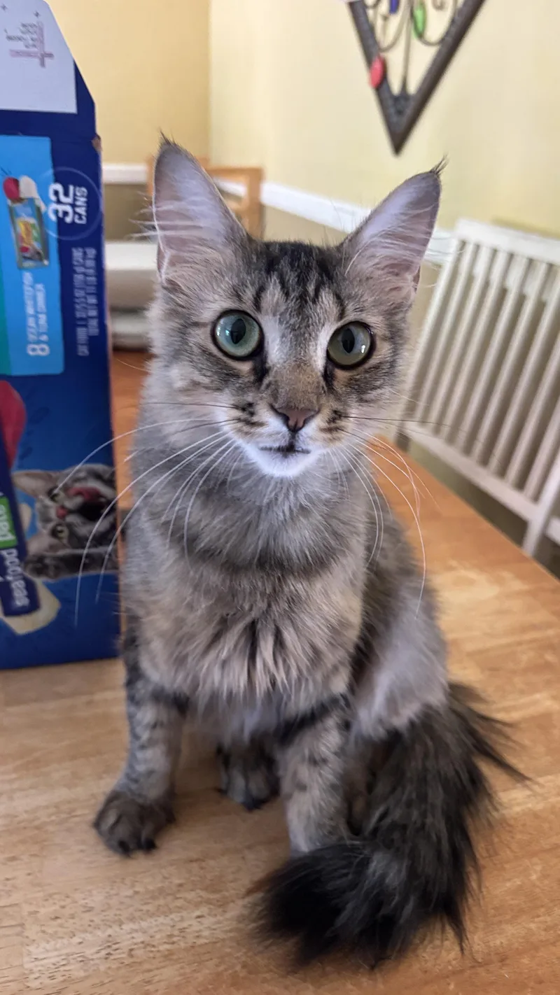 Nala thumbnail 2