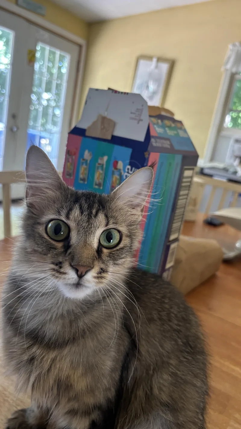 Nala thumbnail 3