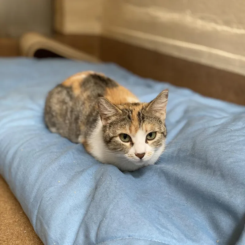 An adult medium-sized female Calico Domestic Short Hair cat named Margarita for adoption in Los Angeles, CA