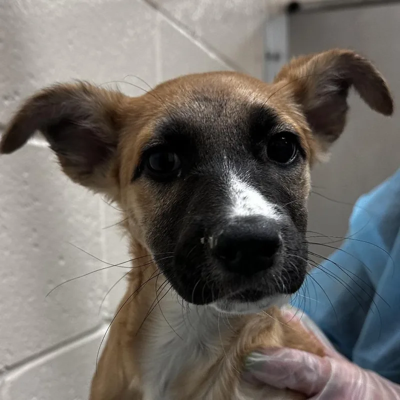 A baby medium-sized female Cattle Dog dog named Olive for adoption in Reno, NV