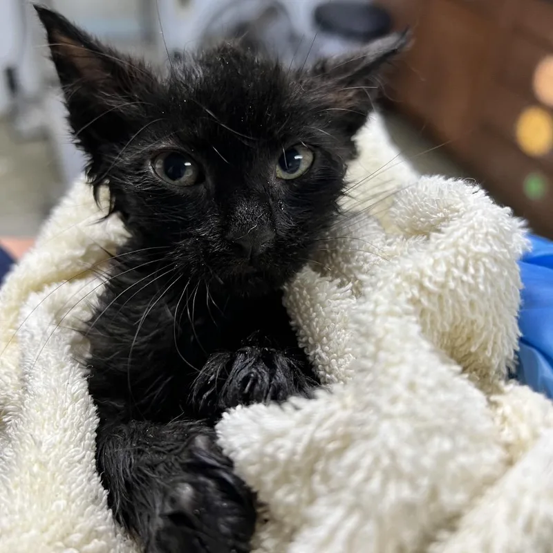 A baby small-sized female Black Domestic Short Hair cat named Fruit Bat for adoption in Summerville, SC