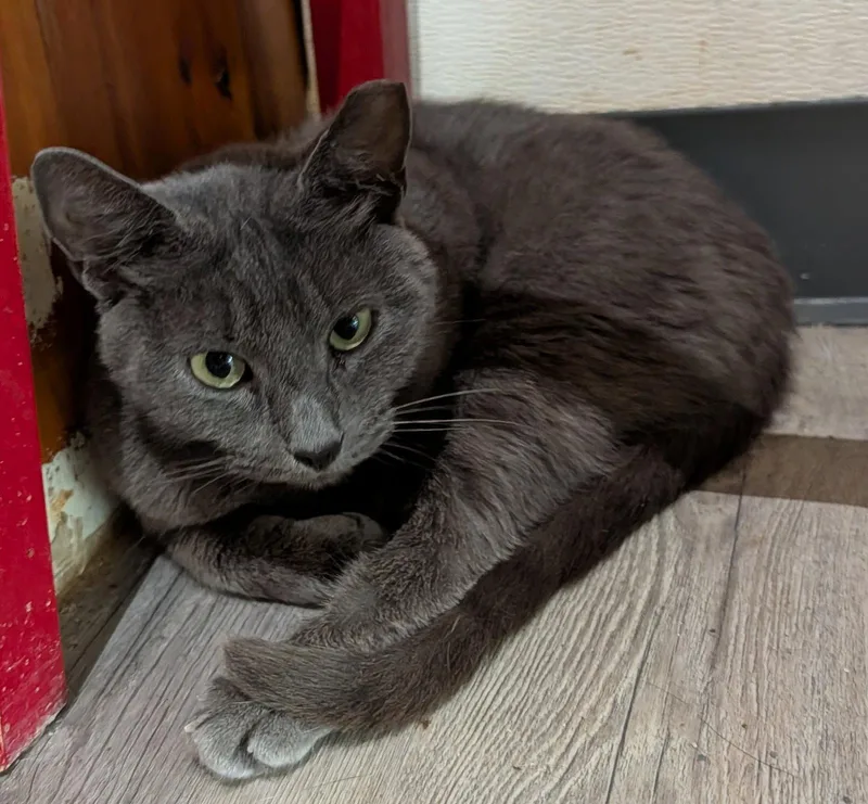 An adult medium-sized female Gray / Blue / Silver Domestic Short Hair cat named Rhonda for adoption in Pompano Beach, FL