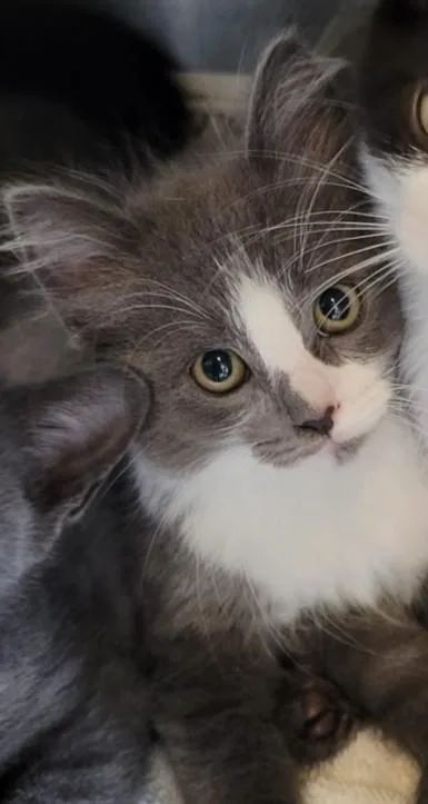 A baby small-sized female Domestic Short Hair cat named Miley for adoption in Chatsworth, CA