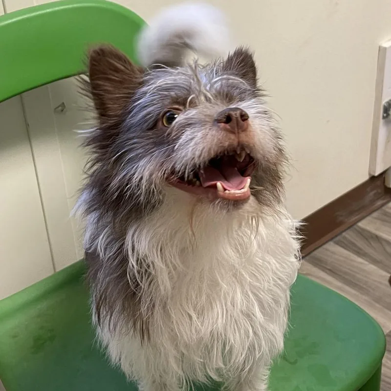 An adult small-sized male White / Cream Terrier dog named Alan for adoption in Graham, WA