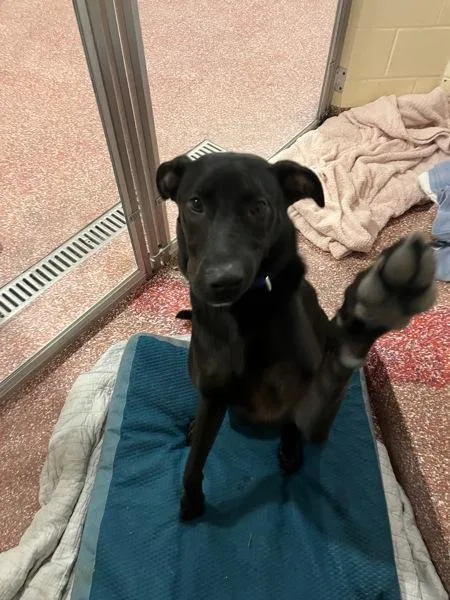 A young large-sized male Labrador Retriever dog named Bruin Aka Flurr for adoption in Stratham, NH