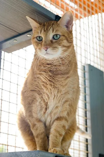A senior large-sized male Domestic Short Hair cat named Chewy for adoption in Longmont, CO