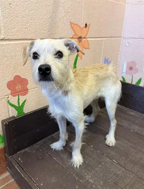 A young small-sized male Terrier dog named Jasper for adoption in Castaic, CA