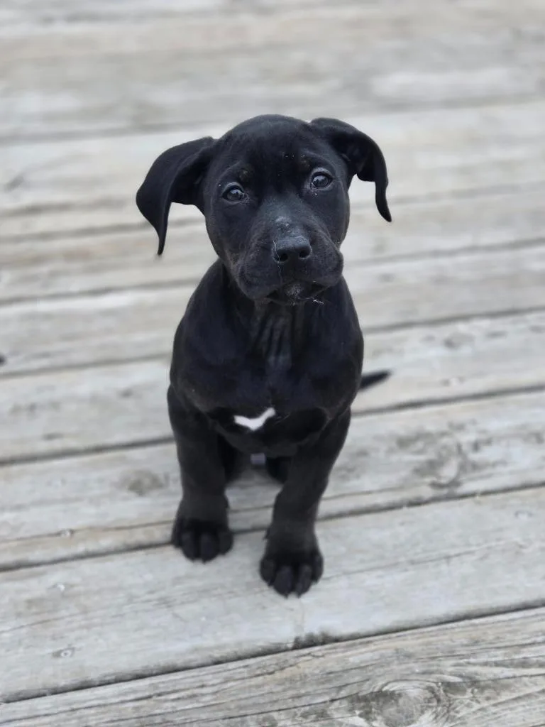 Bobsled Bobby thumbnail 3