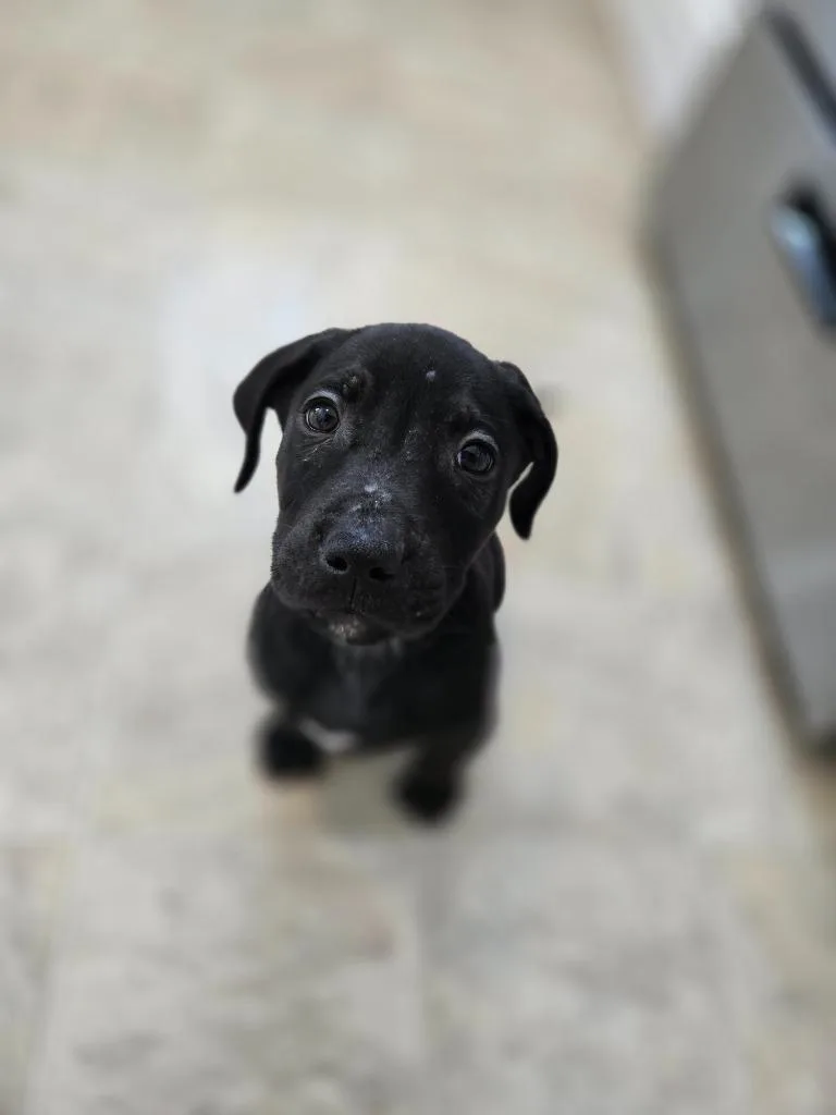 Bobsled Bobby thumbnail 4