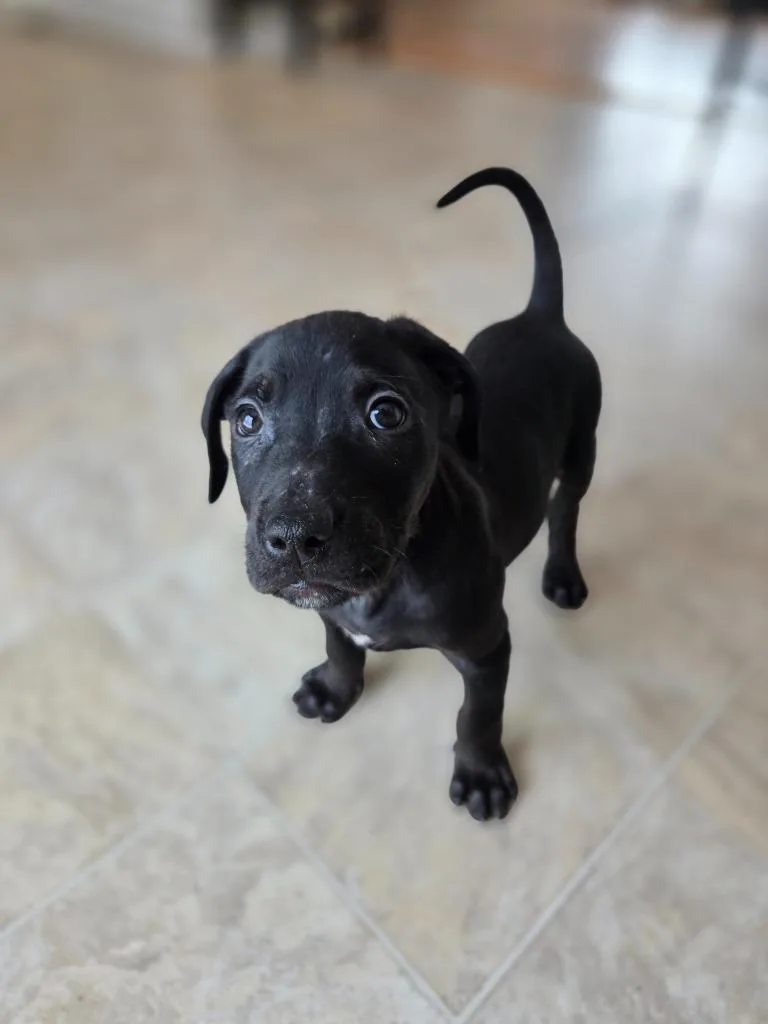 Bobsled Bobby thumbnail 5