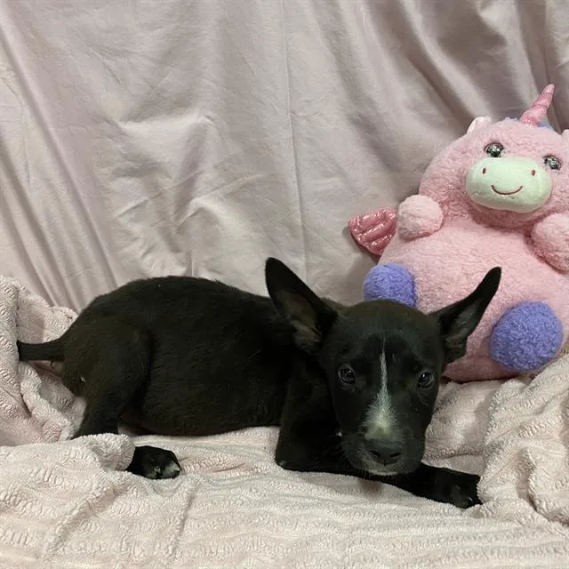 A baby small-sized male Border Collie dog named Nero for adoption in Modesto, CA