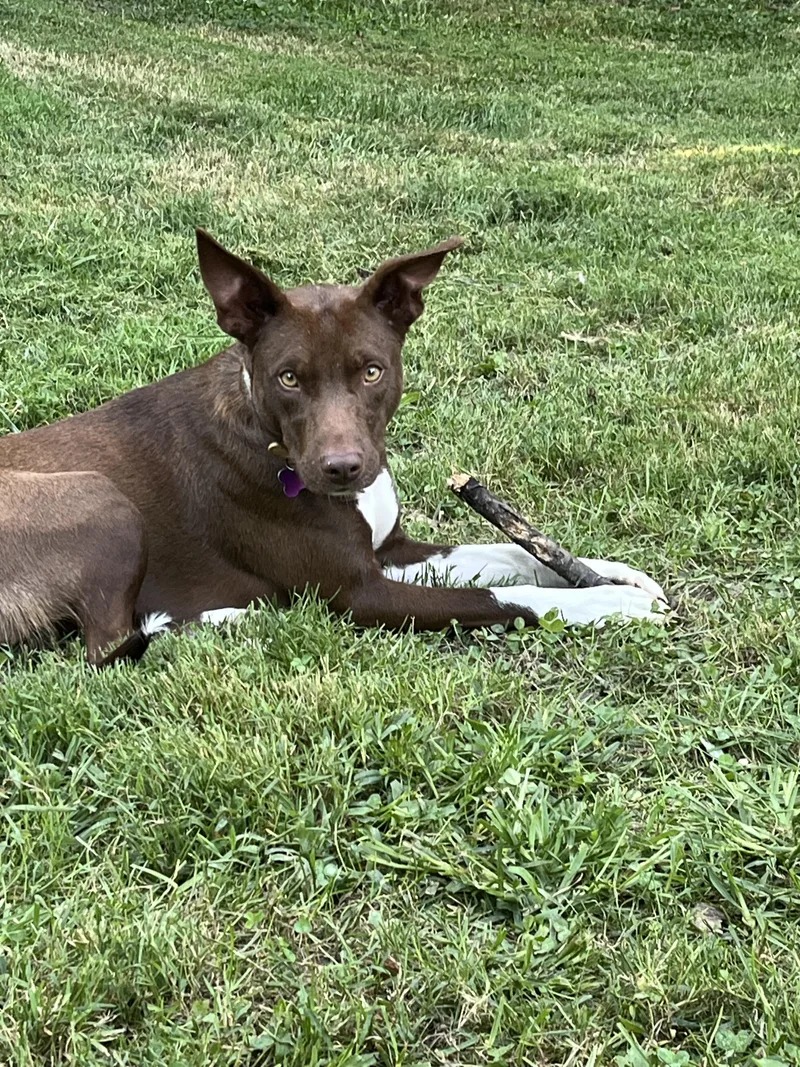 Gigi