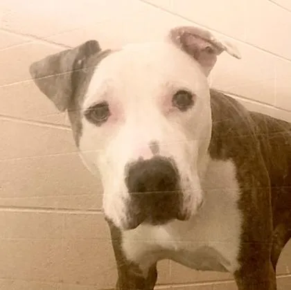 An adult medium-sized male Mixed Breed dog named Duke for adoption in Cincinnati, OH