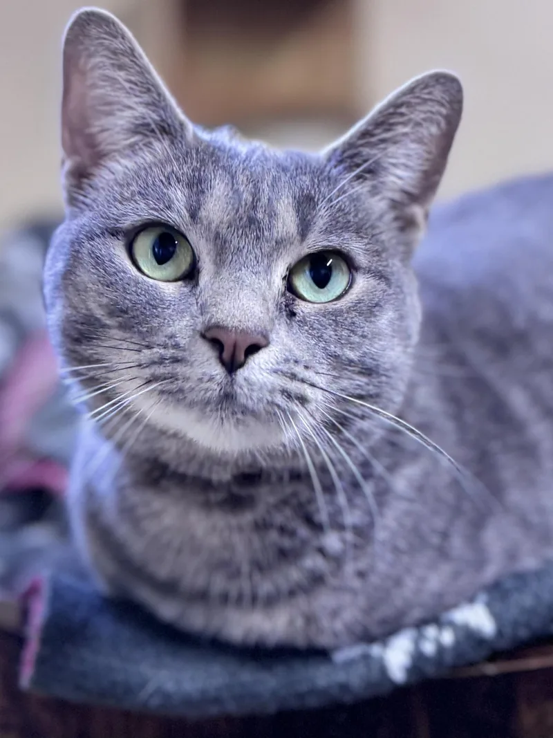 Coraline thumbnail 3