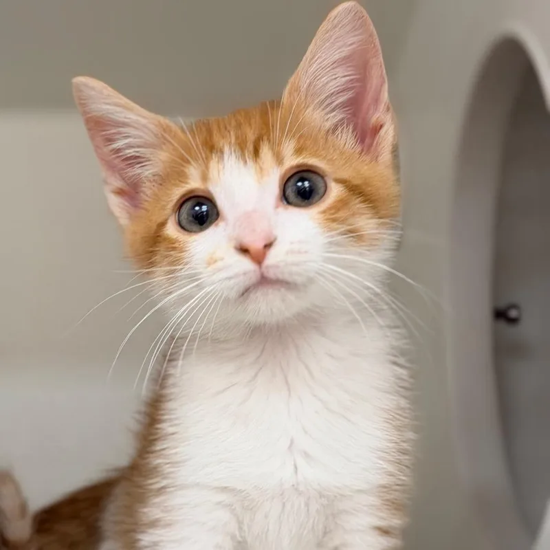 A baby small-sized male Brown / Chocolate Domestic Short Hair cat named Clay for adoption in Champaign, IL