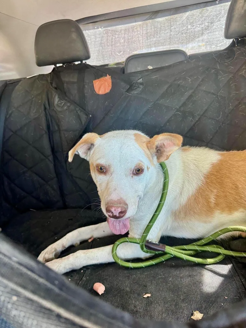 An adult medium-sized male Pit Bull Terrier dog named Pongo for adoption in Dallas, TX