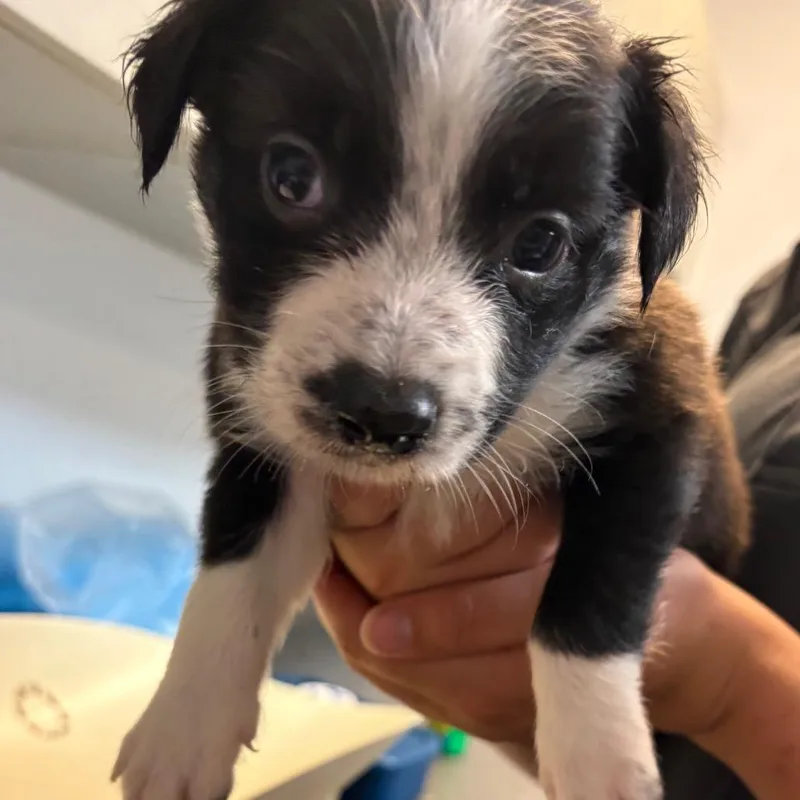 A baby small-sized male Black Mixed Breed dog named Chesnut for adoption in Springboro, OH
