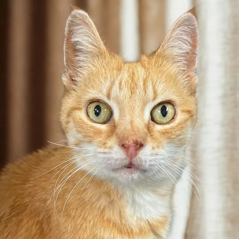 An adult small-sized female Domestic Short Hair cat named Princess Peaches for adoption in Port Washington, NY