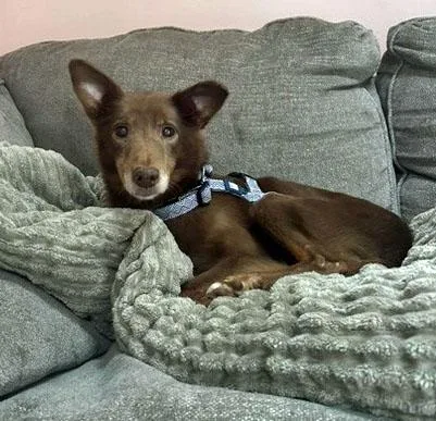 A senior small-sized male Brown / Chocolate Portuguese Podengo dog named Timmy for adoption in Mansfield, MA