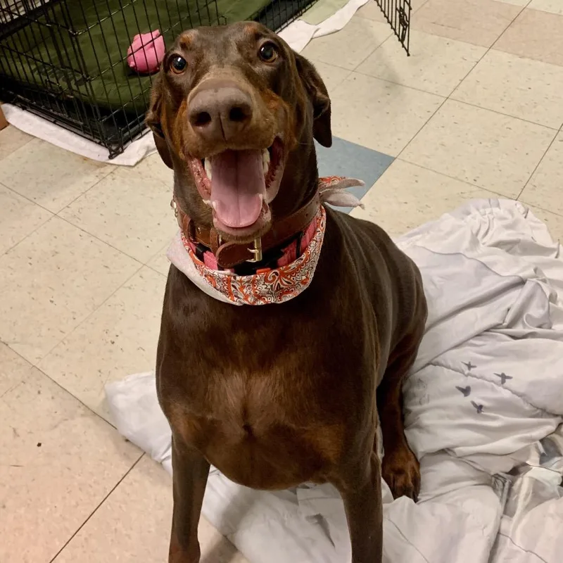 An adult large-sized female Red / Chestnut / Orange Doberman Pinscher dog named Hayzel for adoption in Sandown, NH