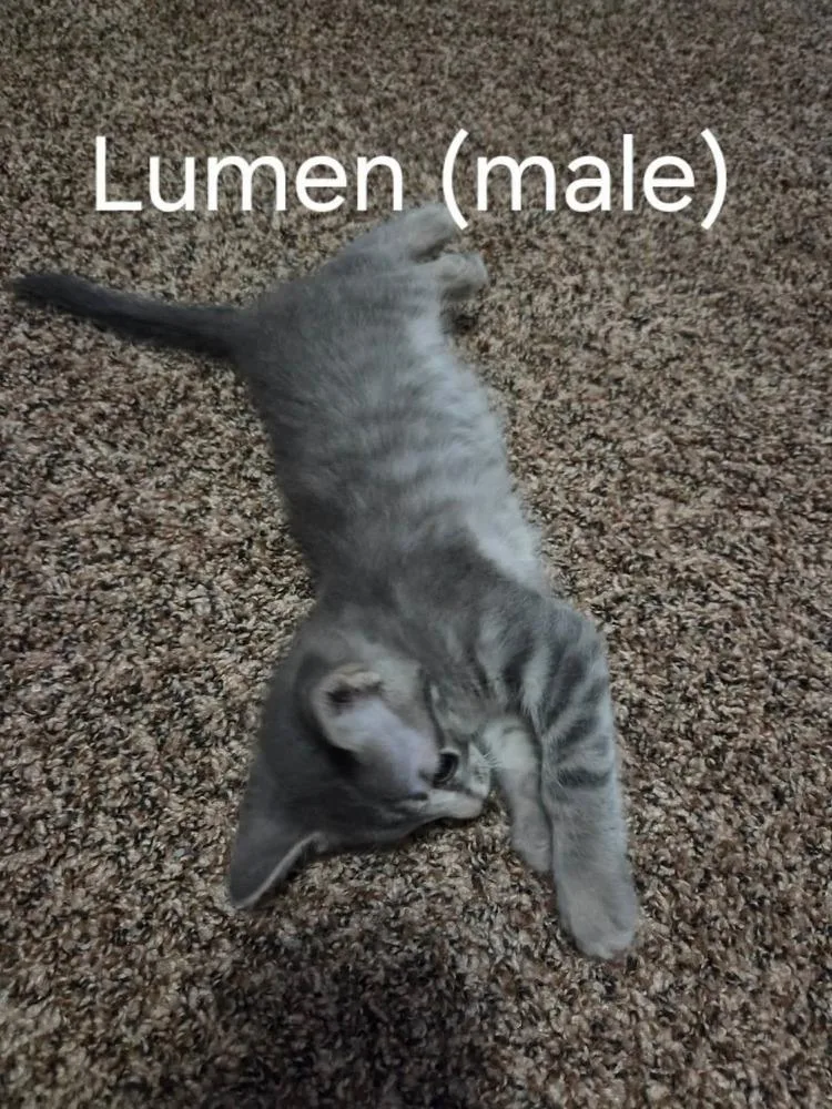 A baby small-sized male Gray / Blue / Silver Domestic Short Hair cat named Lumen for adoption in Shawnee, OK