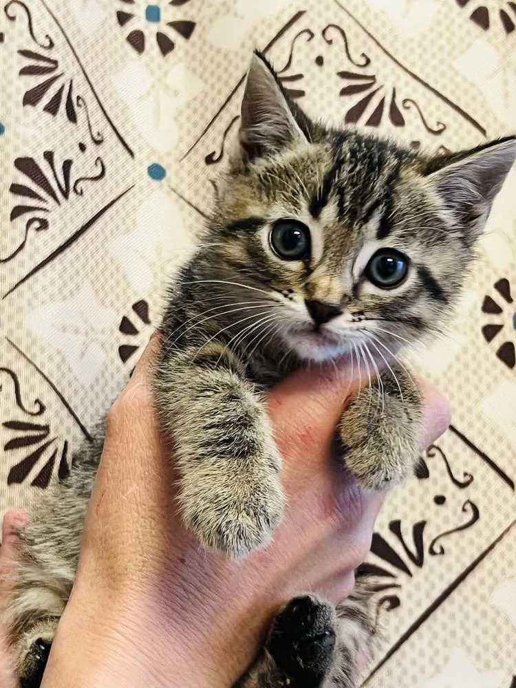 A baby medium-sized male Tabby (Brown / Chocolate) Domestic Short Hair cat named Bubba for adoption in Salinas, CA