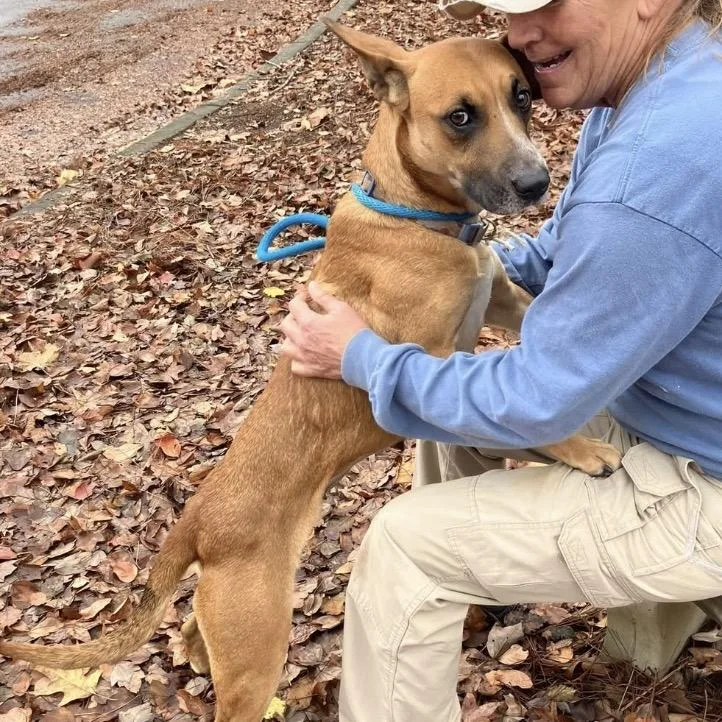 An adult medium-sized female Brown / Chocolate Mixed Breed dog named Zuri for adoption in Columbus, GA