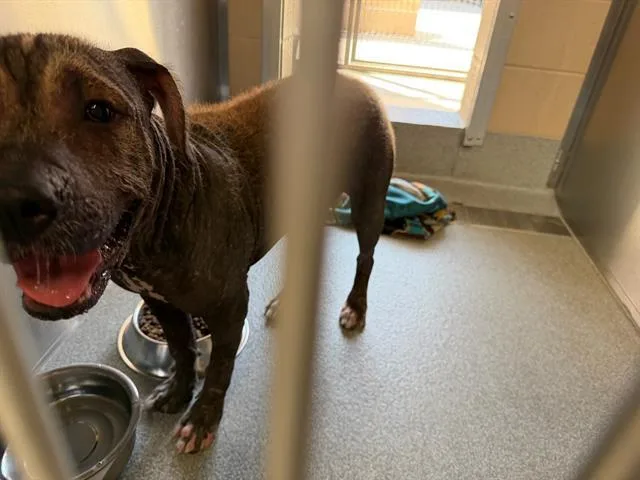 A baby small-sized male Pit Bull Terrier dog named Francis for adoption in Tustin, CA