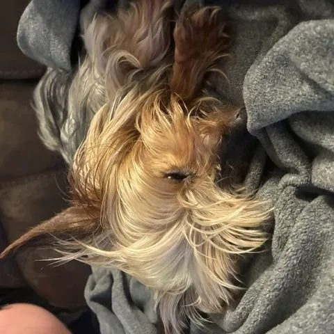 A senior small-sized male Mixed Breed dog named Yoda for adoption in Sioux Falls, SD